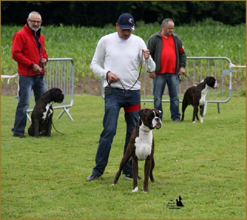 CH. Hagler Du Siecle Andalou - EXCELLENT NC (sorti en 5 ème position)