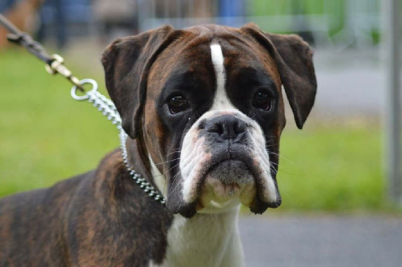 CH. Hagler Du Siecle Andalou - MEILLEUR JEUNE -1er EXCELLENT