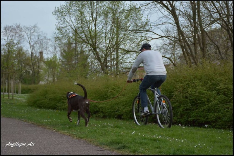 CH. Hagler Du Siecle Andalou - ADMIS AE