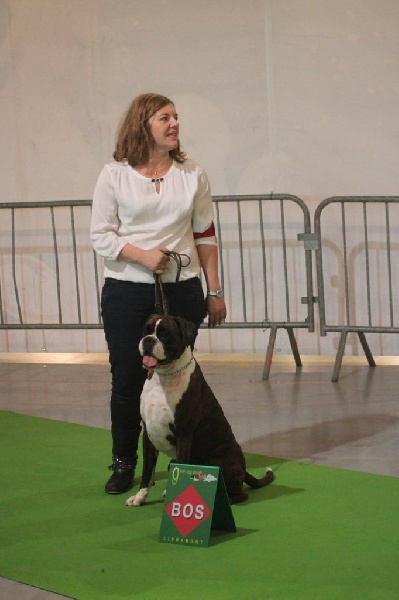 CH. Hagler Du Siecle Andalou - 1er EXCELLENT - CAC - CACIB - BOS