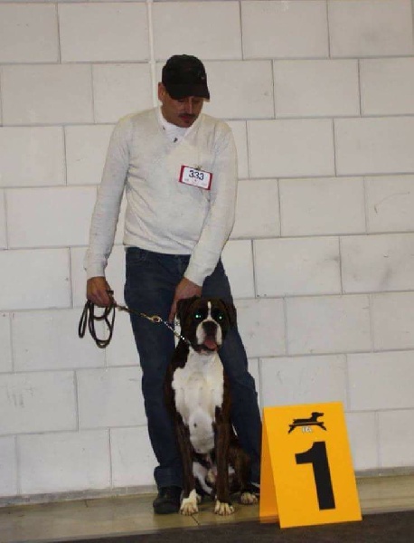 CH. Hagler Du Siecle Andalou - 1er EXCELLENT - CACL