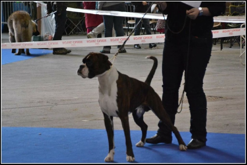 CH. Hagler Du Siecle Andalou - 1er EXCELLENT -RCACS