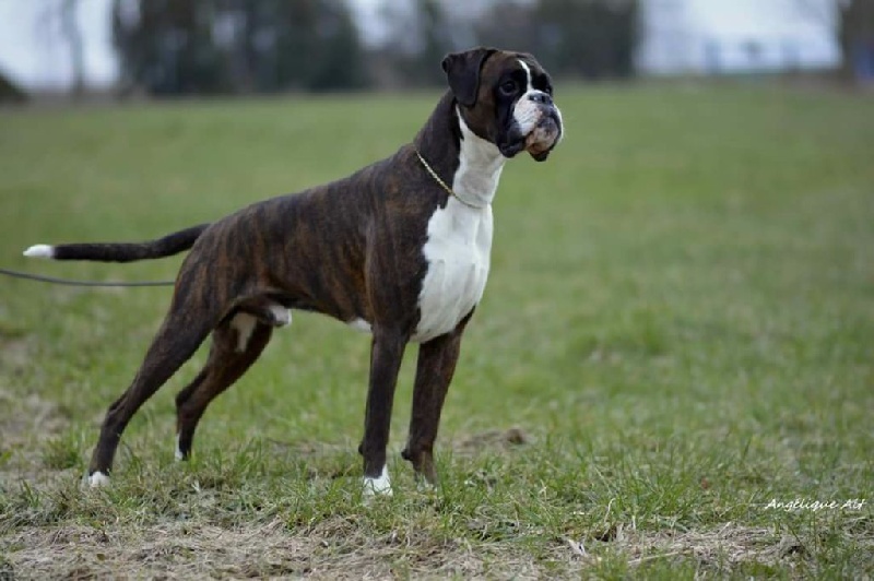 CH. Hagler Du Siecle Andalou - 1exc.rCACIB