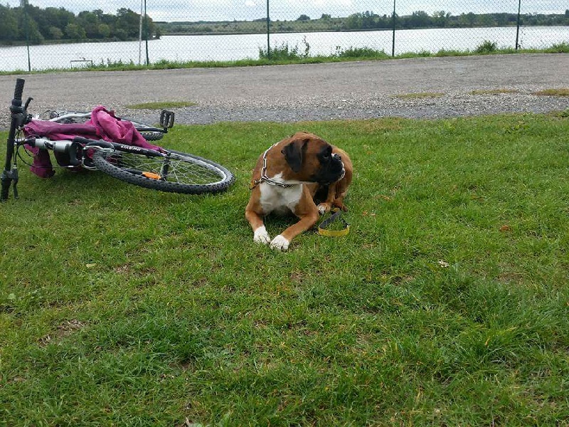 Inaya boxer del mar - ADMIS AE