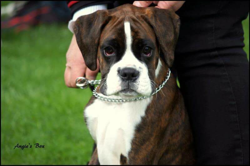 CH. Hagler Du Siecle Andalou - TRÈS PROMETTEUR