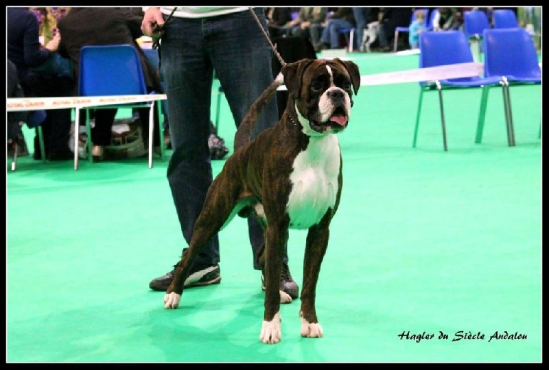 CH. Hagler Du Siecle Andalou - 1 EXCELLENT