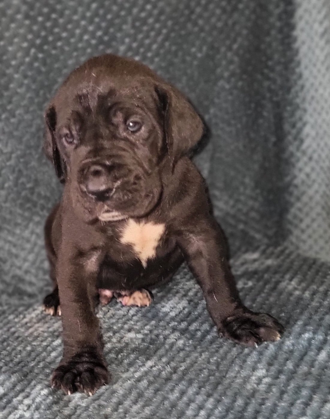 Bacchus - Dogue allemand