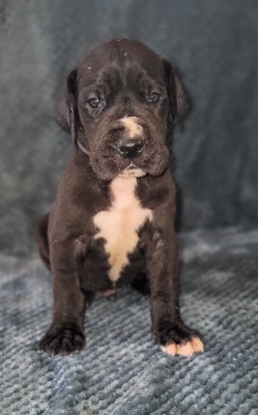 Beau Gosse - Dogue allemand