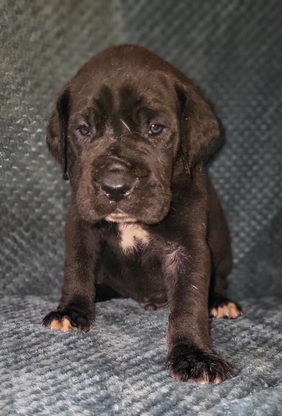 Baccara - Dogue allemand