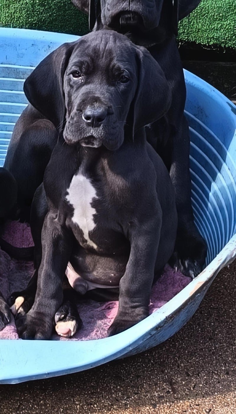 Badboy - Dogue allemand