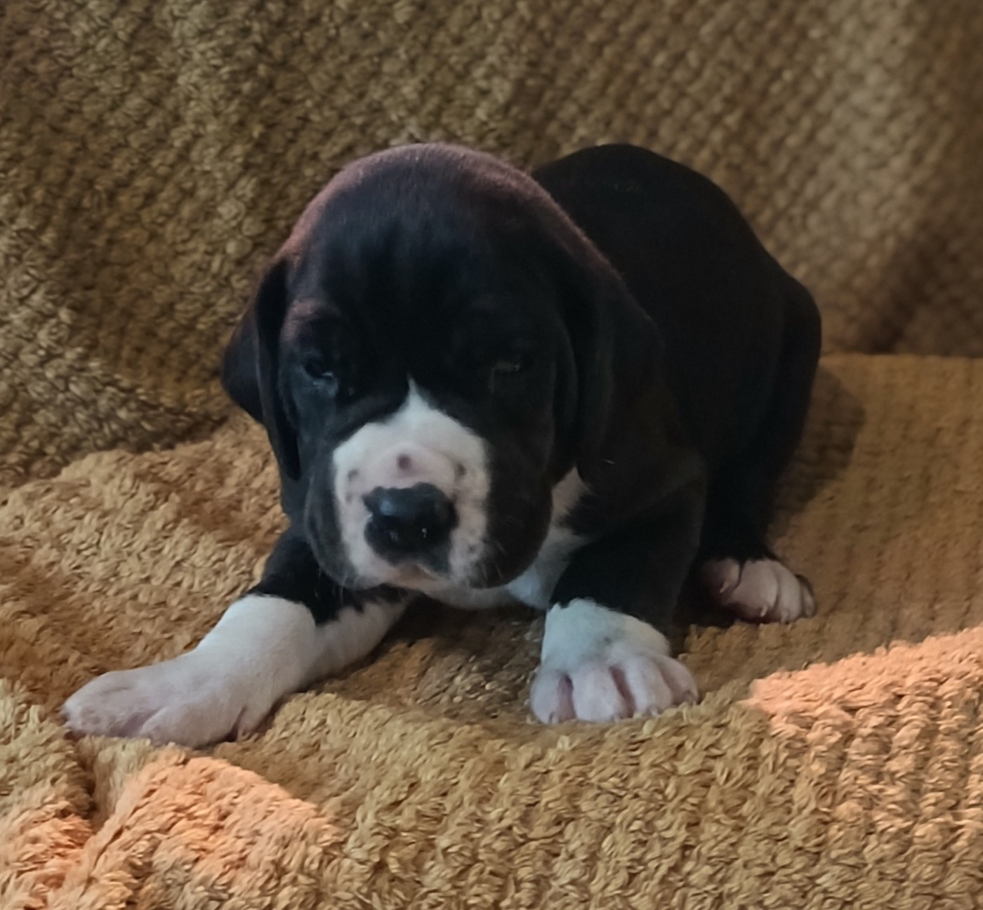 Chiot N°2 - Dogue allemand