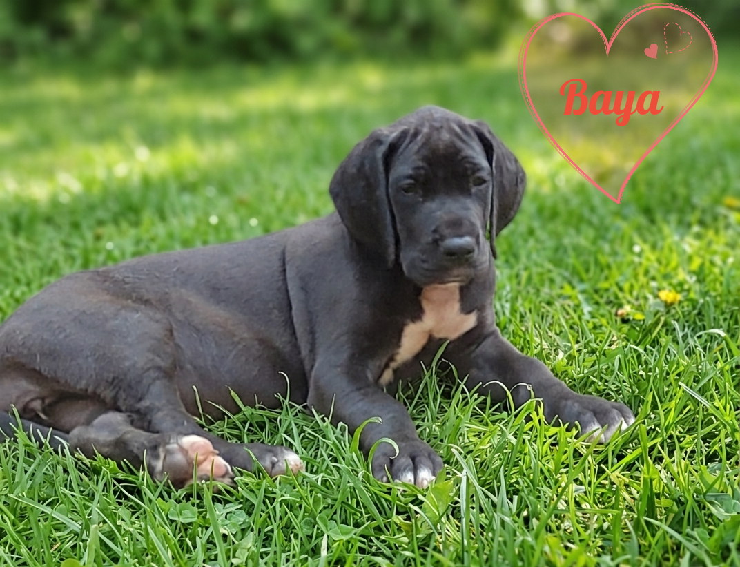 Baya - Dogue allemand
