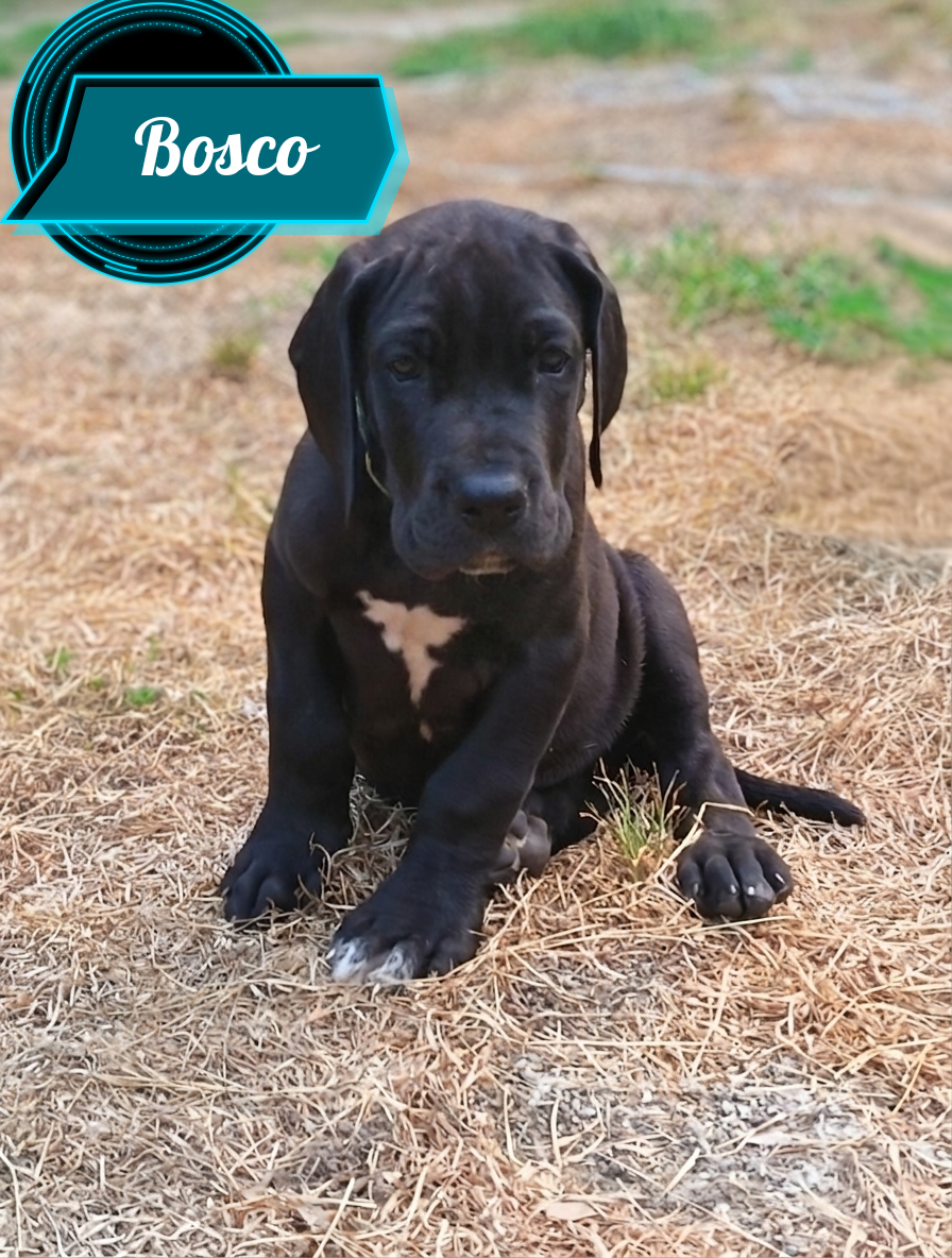 Bosco - Dogue allemand