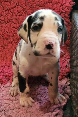 Les chiots de Dogue allemand