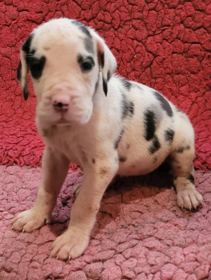 Les chiots de Dogue allemand