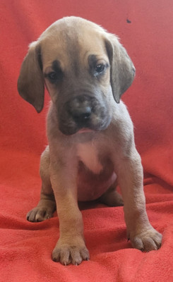 Les chiots de Dogue allemand