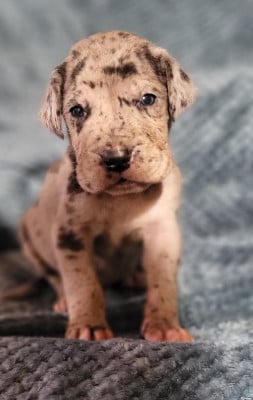 Les chiots de Dogue allemand