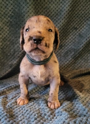 Les chiots de Dogue allemand