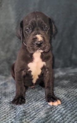 Les chiots de Dogue allemand