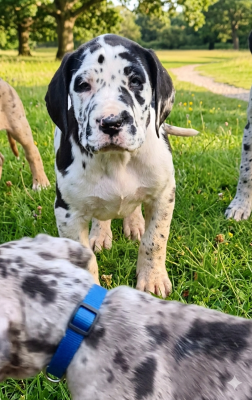 Les chiots de Dogue allemand