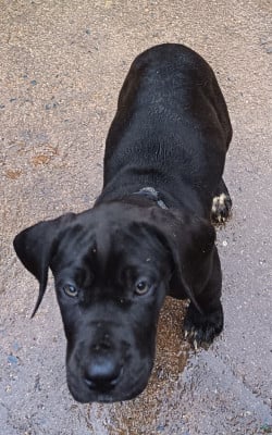 Les chiots de Dogue allemand