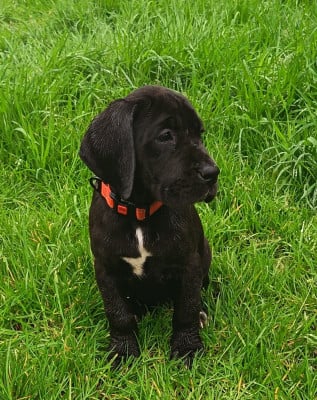 Les chiots de Dogue allemand