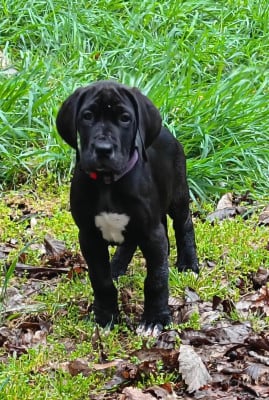 Les chiots de Dogue allemand