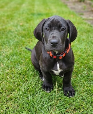 Les chiots de Dogue allemand