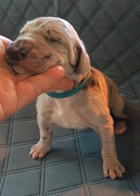 Les chiots de Dogue allemand