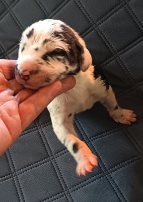 Les chiots de Dogue allemand