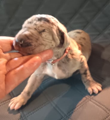 Les chiots de Dogue allemand