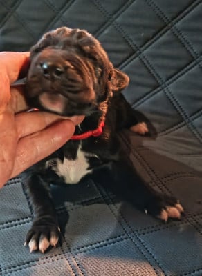 Les chiots de Dogue allemand