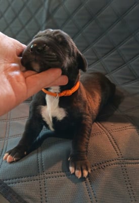Les chiots de Dogue allemand
