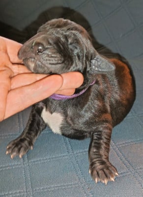 Les chiots de Dogue allemand