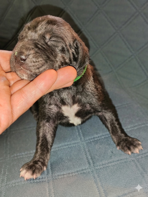 Les chiots de Dogue allemand