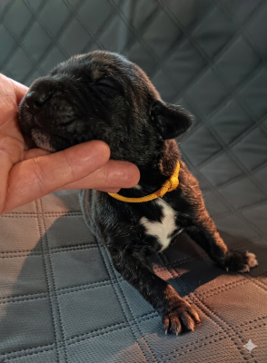 Les chiots de Dogue allemand