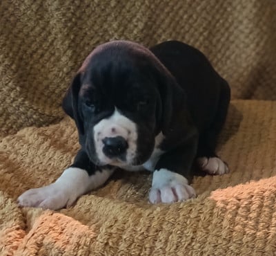Les chiots de Dogue allemand