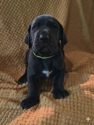 Les chiots de Dogue allemand