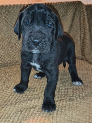 Les chiots de Dogue allemand