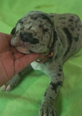 Les chiots de Dogue allemand