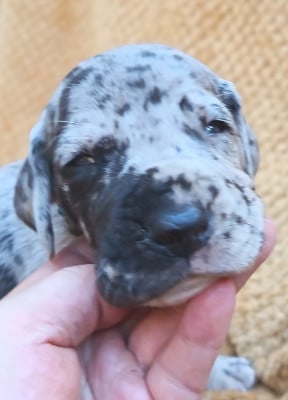 Les chiots de Dogue allemand