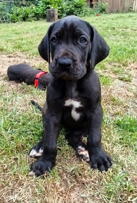 Les chiots de Dogue allemand