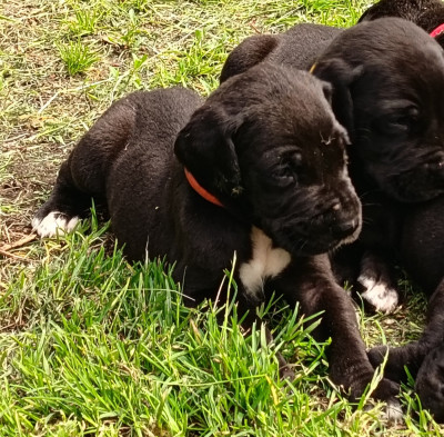 Les chiots de Dogue allemand