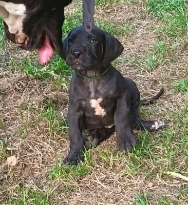 Les chiots de Dogue allemand