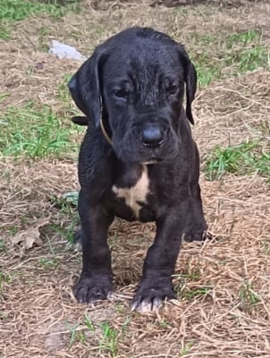 Les chiots de Dogue allemand