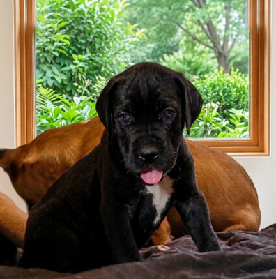 Les chiots de Dogue allemand