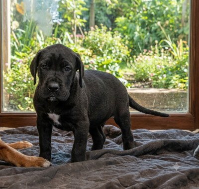 Les chiots de Dogue allemand