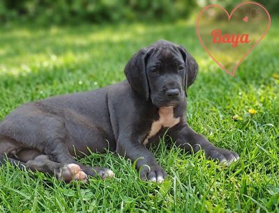 Les chiots de Dogue allemand