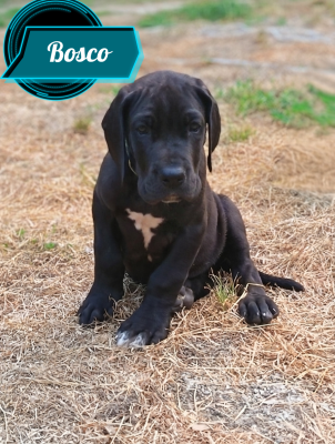 Les chiots de Dogue allemand