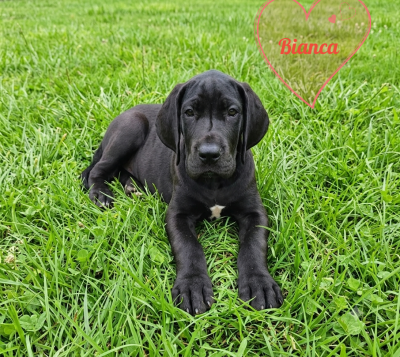 Les chiots de Dogue allemand